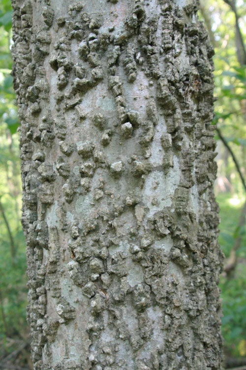  Sugarberry Tree (Celtis Laevigata) - 1 Gallon Pot