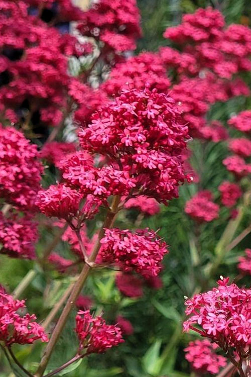  Red Valerian Jupiter's Beard (Centranthus) - 1 Gallon Pot
