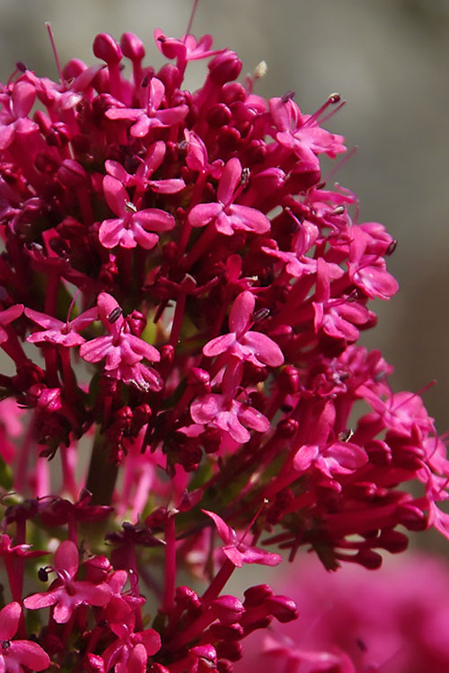  Red Valerian Jupiter's Beard (Centranthus) - 1 Gallon Pot