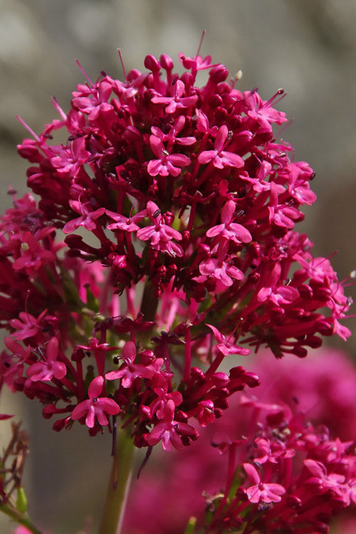  Red Valerian Jupiter's Beard (Centranthus) - 1 Gallon Pot