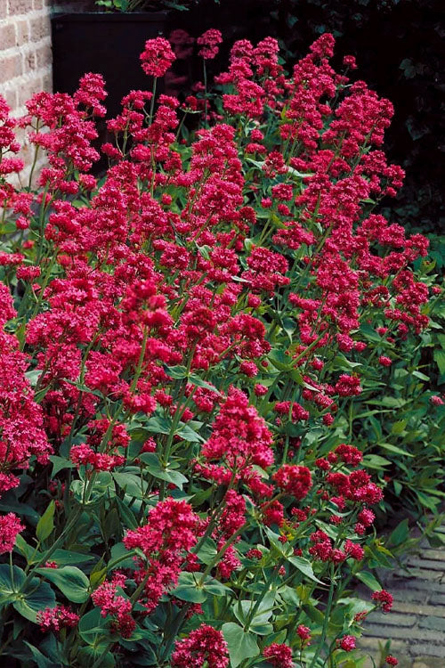  Red Valerian Jupiter's Beard (Centranthus) - 1 Gallon Pot