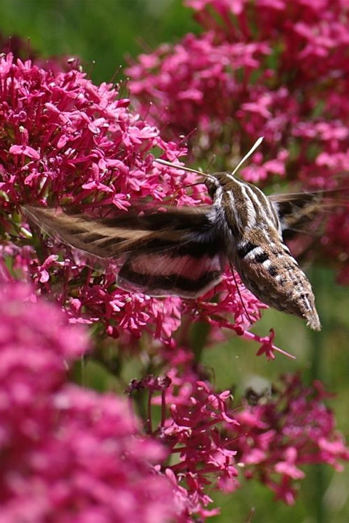  Red Valerian Jupiter's Beard (Centranthus) - 1 Gallon Pot