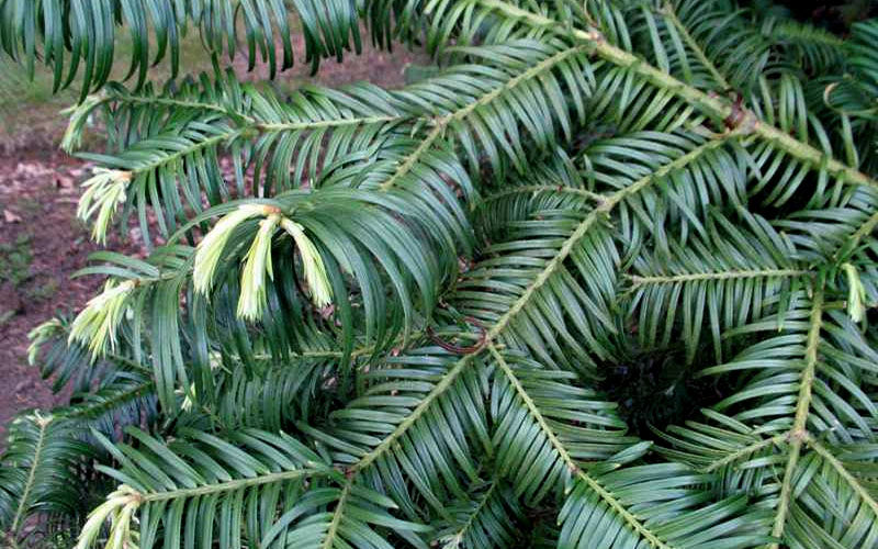 Fortune's Plum Yew Tree (Cephalotaxus Fortunei) - 3 Gallon Pot