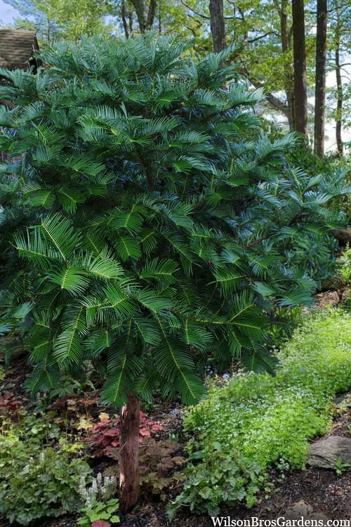  Fortune's Plum Yew Tree (Cephalotaxus Fortunei) - 3 Gallon Pot