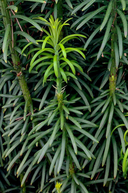  Upright Japanese Plum Yew - Cephalotaxus Harringtonia 'Fastigiata' - 3 Gallon Pot