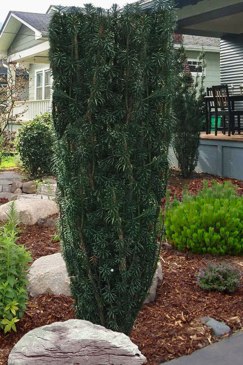  Upright Japanese Plum Yew - Cephalotaxus Harringtonia 'Fastigiata' - 3 Gallon Pot