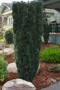  Upright Japanese Plum Yew - Cephalotaxus Harringtonia 'Fastigiata' - 6 Pack Of 1 Gallon Pots