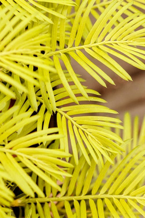  Golden Dragon Plum Yew (Cephalotaxus Harringtonia) - 1 Gallon Pot