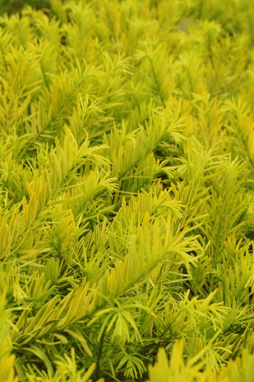  Golden Dragon Plum Yew (Cephalotaxus Harringtonia) - 1 Gallon Pot