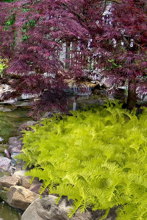  Golden Dragon Plum Yew (Cephalotaxus Harringtonia) - 1 Gallon Pot