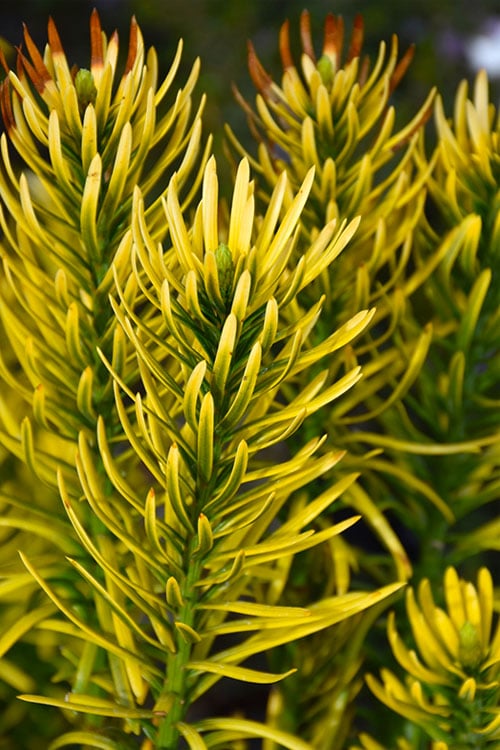  Korean Gold Plum Yew (Cephalotaxus) - 3 Gallon Pot