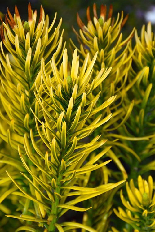  Korean Gold Plum Yew (Cephalotaxus) - 3 Gallon Pot