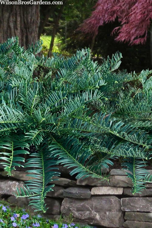  Creeping Japanese Plum Yew (Cephalotaxus Harringtonia 'Prostrata') - 2.5 Quart Pot
