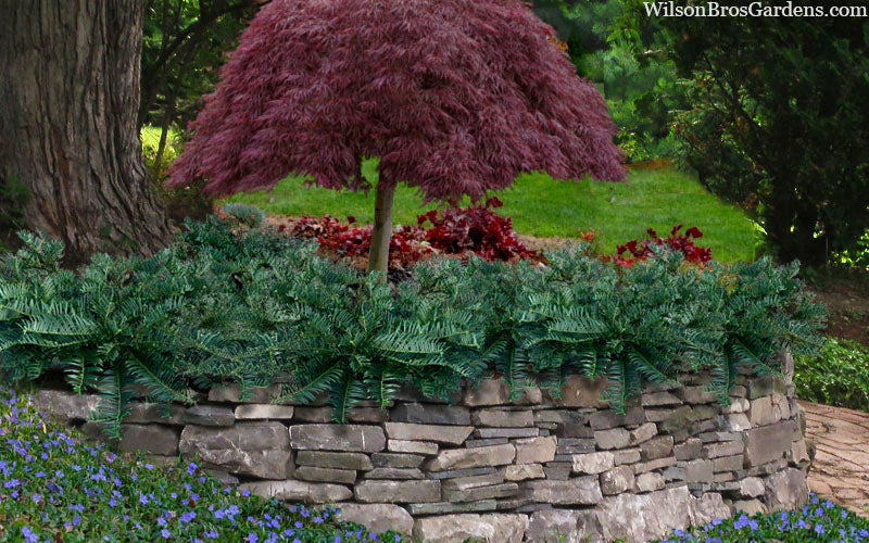  Creeping Japanese Plum Yew (Cephalotaxus Harringtonia 'Prostrata') - 1 Gallon Pot