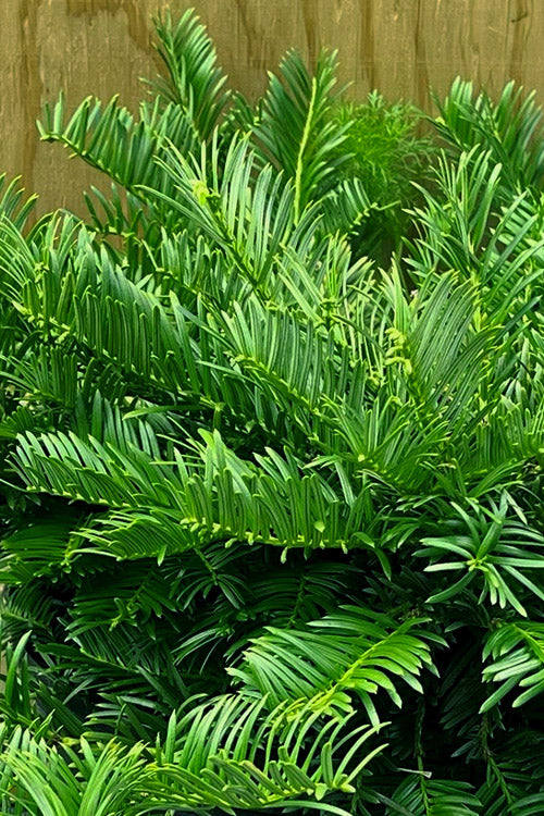  Tightwad Japanese Plum Yew (Cephalotaxus) - 5 Gallon Pot