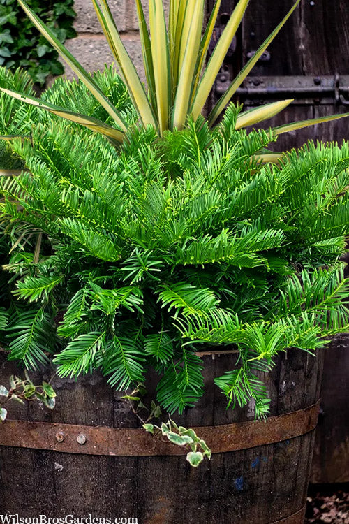  Tightwad Japanese Plum Yew (Cephalotaxus) - 5 Gallon Pot