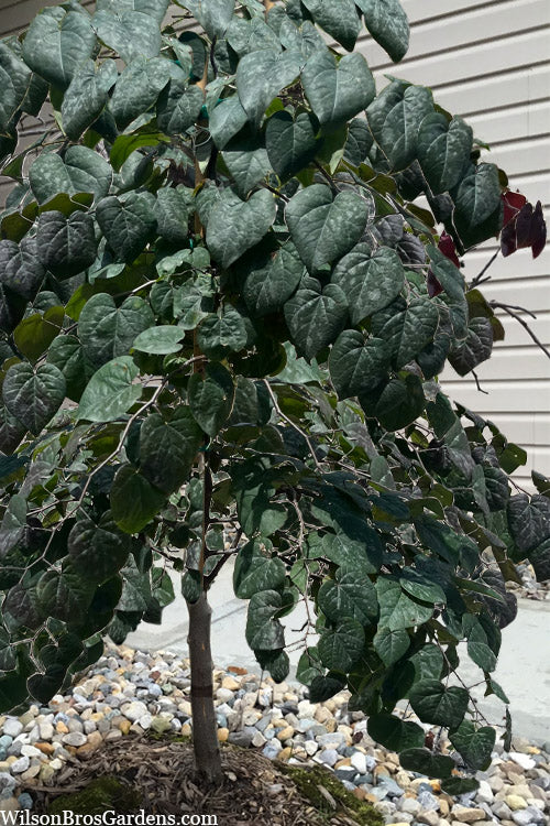  Garden Gems Amethyst Cascade Redbud Tree - 7 Gallon Pot (2-3')