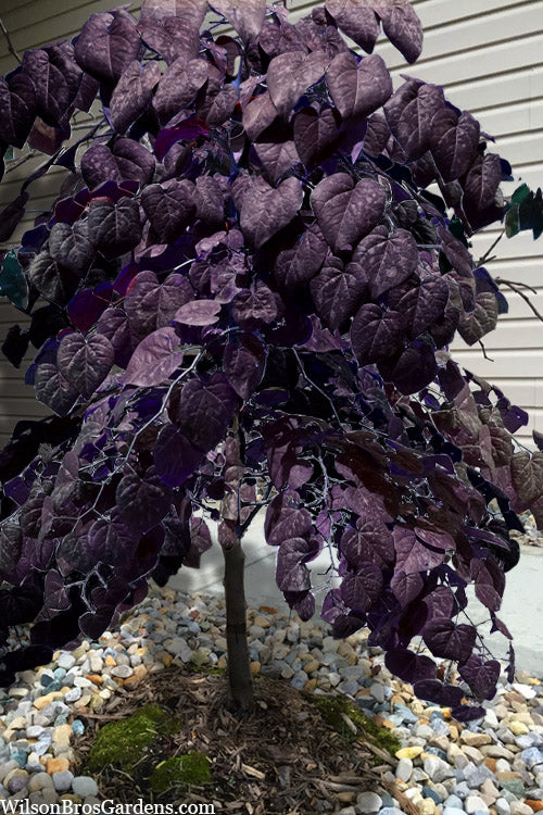  Garden Gems Amethyst Cascade Redbud Tree - 7 Gallon Pot (2-3')