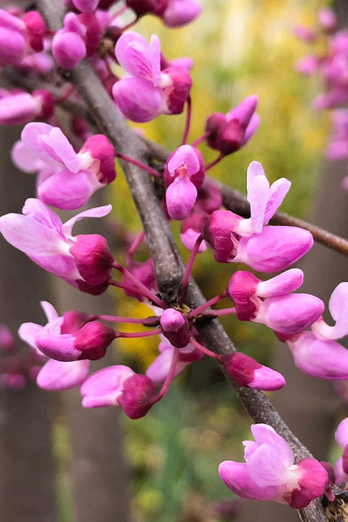  Garden Gems Amethyst Cascade Redbud Tree - 7 Gallon Pot (2-3')
