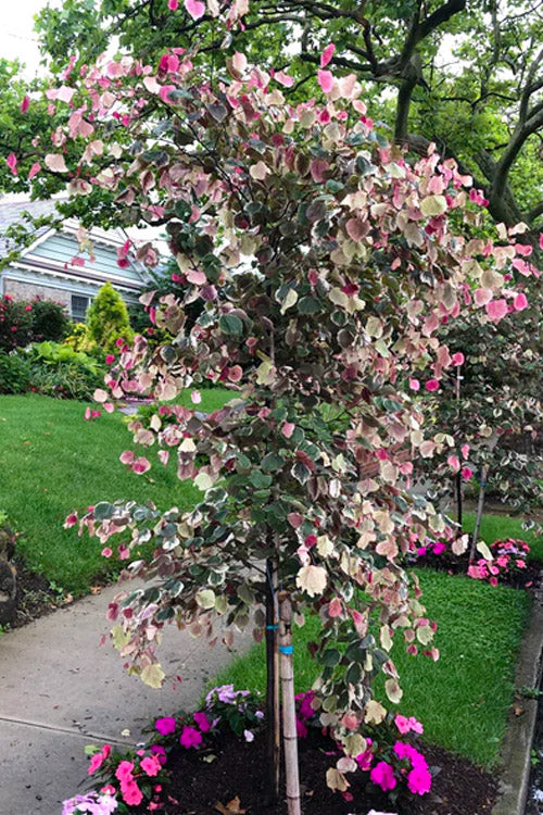  Carolina Sweetheart Eastern Redbud Tree - 7 Gallon Pot