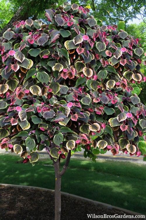  Carolina Sweetheart Eastern Redbud Tree - 3 Gallon Pot