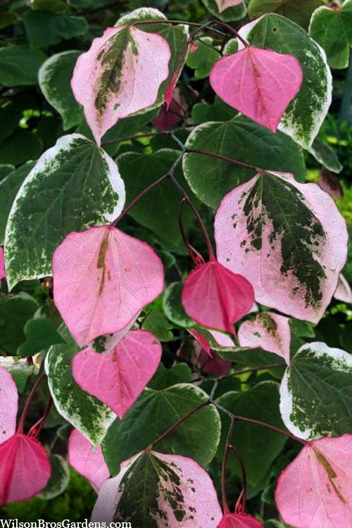  Carolina Sweetheart Eastern Redbud Tree - 7 Gallon Pot