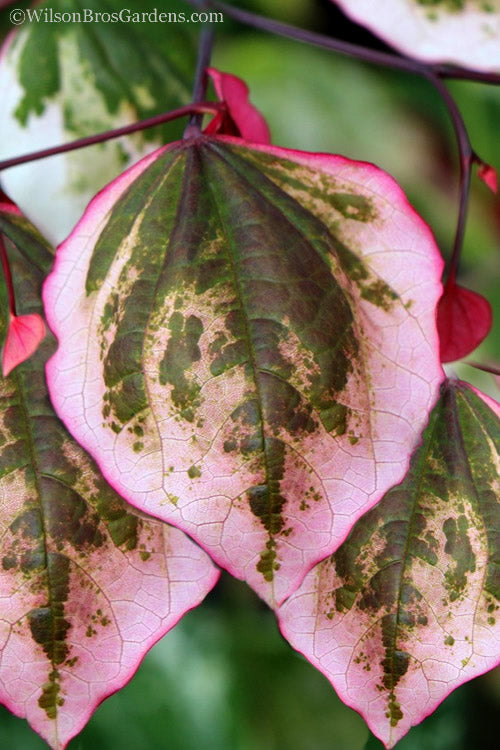  Carolina Sweetheart Eastern Redbud Tree - 7 Gallon Pot