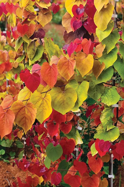  Flamethrower Redbud Tree - 3 Gallon Pot (4-5')