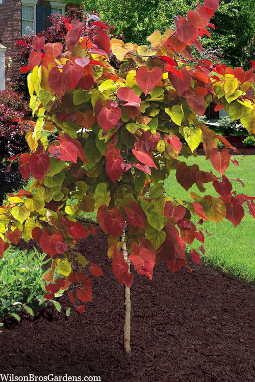 Flamethrower Redbud Tree- 7 Gallon Pot (5-6')