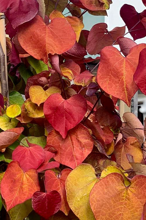  Flamethrower Redbud Tree- 7 Gallon Pot (6-7')