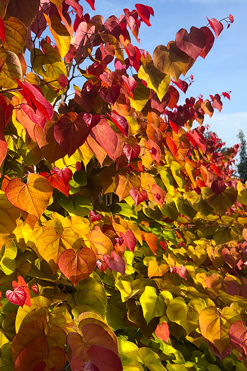  Flamethrower Redbud Tree - 5 Gallon Pot (5-6'+)