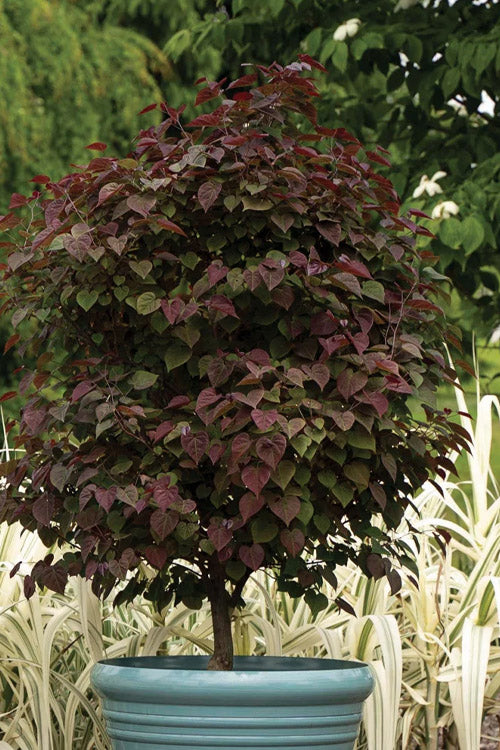  Garden Gems Amethyst Redbud Tree - 5 Gallon Pot (2.5-3')
