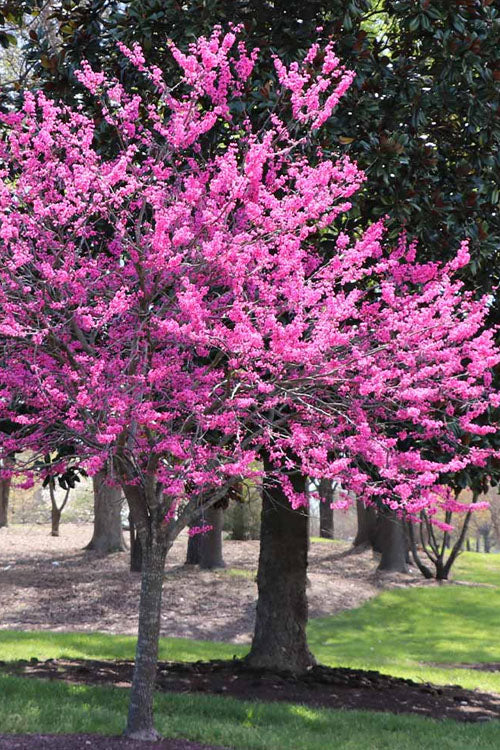  Garden Gems Amethyst Redbud Tree - 5 Gallon Pot (2.5-3')