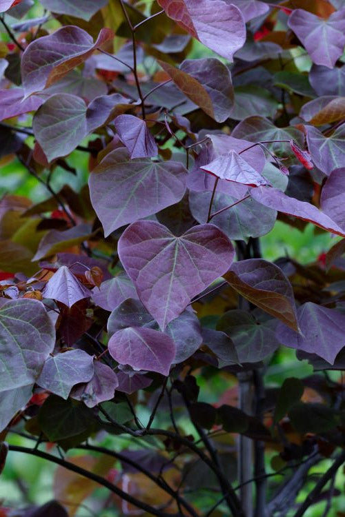  Garden Gems Amethyst Redbud Tree - 5 Gallon Pot (3-4')