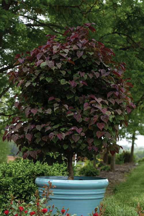  Garden Gems Amethyst Redbud Tree - 5 Gallon Pot (3-4')