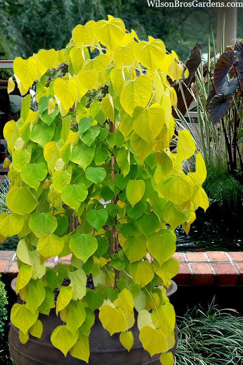  Golden Falls Weeping Redbud Tree - 7 Gallon Pot (5-6')