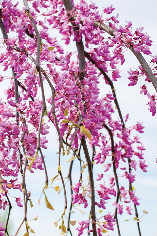  Golden Falls Weeping Redbud Tree - 5 Gallon Pot (3-4')