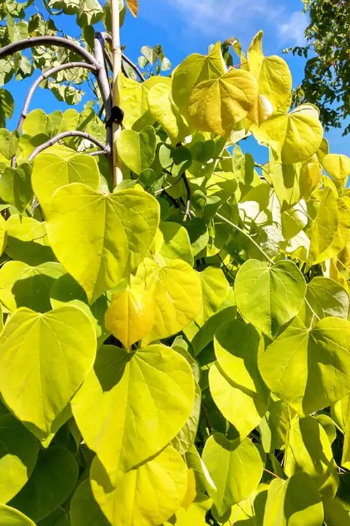  Golden Falls Weeping Redbud Tree - 3 Gallon Pot (3-4')