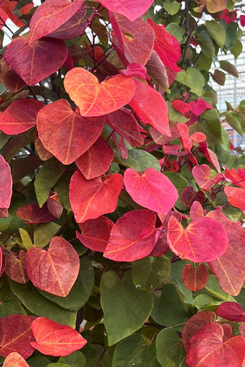  Hearts A'Fire Redbud Tree- 5 Gallon Pot (5-6')