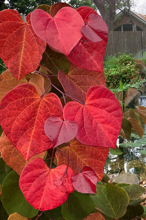  Hearts A'Fire Redbud Tree- 5 Gallon Pot (5-6')