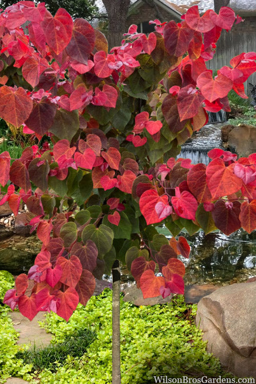  Hearts A'Fire Redbud Tree- 5 Gallon Pot (5-6')