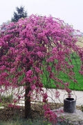  Pink Heartbreaker Weeping Redbud Tree - 7 Gallon Pot (4.5-5.5')