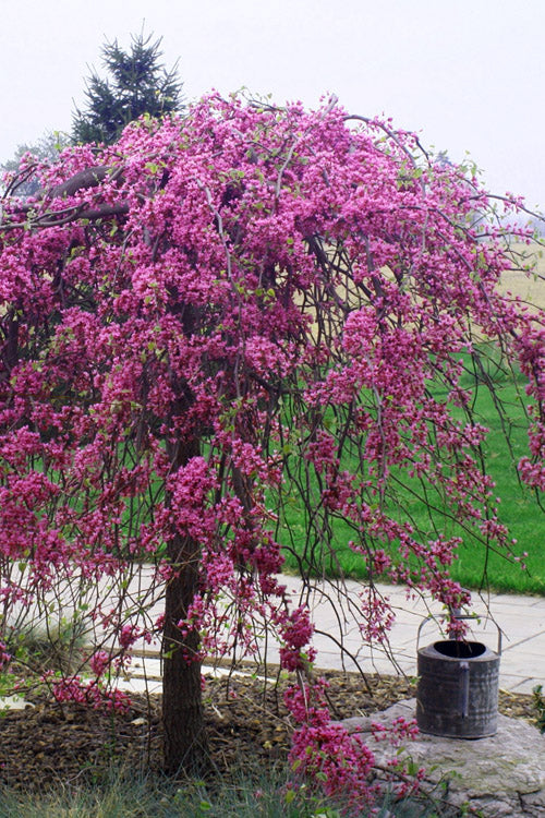  Pink Heartbreaker Weeping Redbud Tree - 7 Gallon Pot (4.5-5.5')