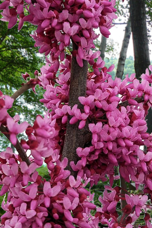  Pink Heartbreaker Weeping Redbud Tree - 7 Gallon Pot (4.5-5.5')