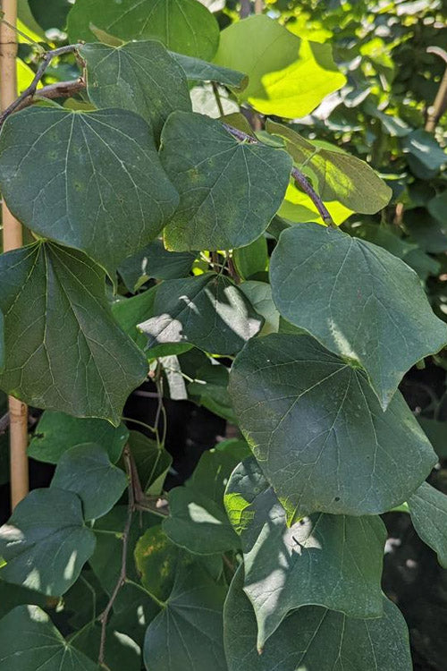  Pink Heartbreaker Weeping Redbud Tree - 7 Gallon Pot (4.5-5.5')
