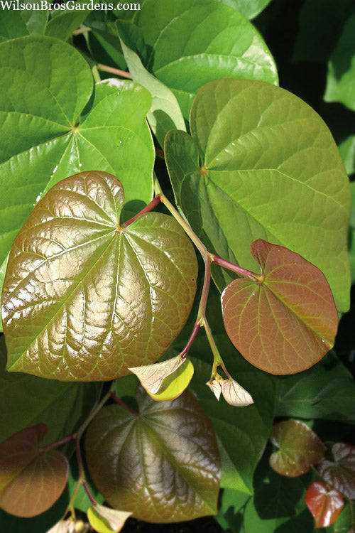  Pink Pom Poms Redbud Tree - 7 Gallon Pot