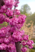  Pink Pom Poms Redbud Tree - 7 Gallon Pot
