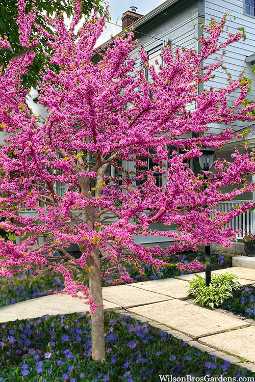  Pink Pom Poms Redbud Tree - 7 Gallon Pot