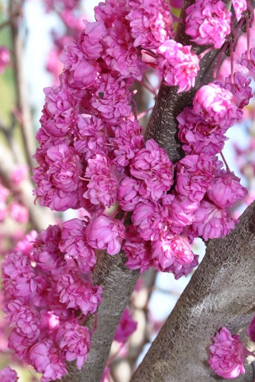  Pink Pom Poms Redbud Tree - 7 Gallon Pot