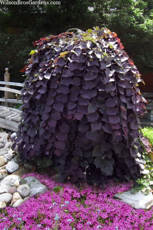  Purple Rain Weeping Redbud Tree - 7 Gallon Pot